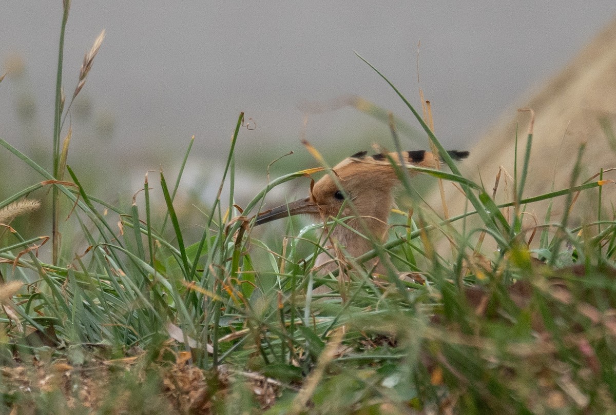 Eurasian Hoopoe - ML613056531