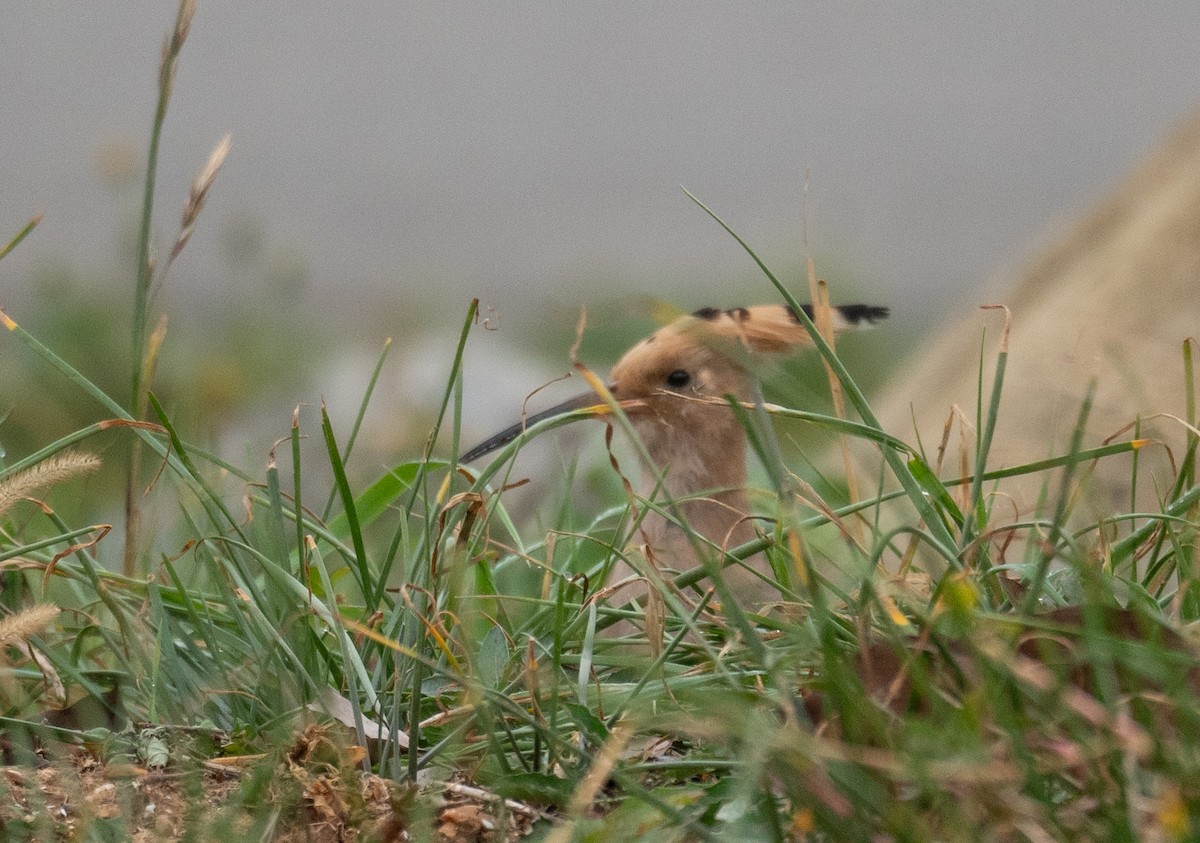 Eurasian Hoopoe - ML613056532