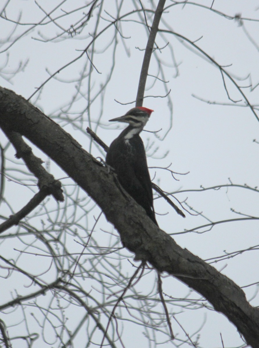 Pileated Woodpecker - ML613056555