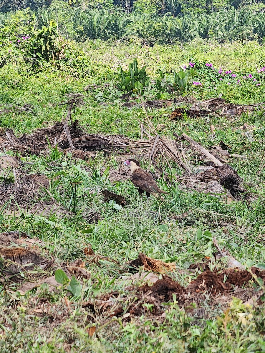 Crested Caracara - ML613056580