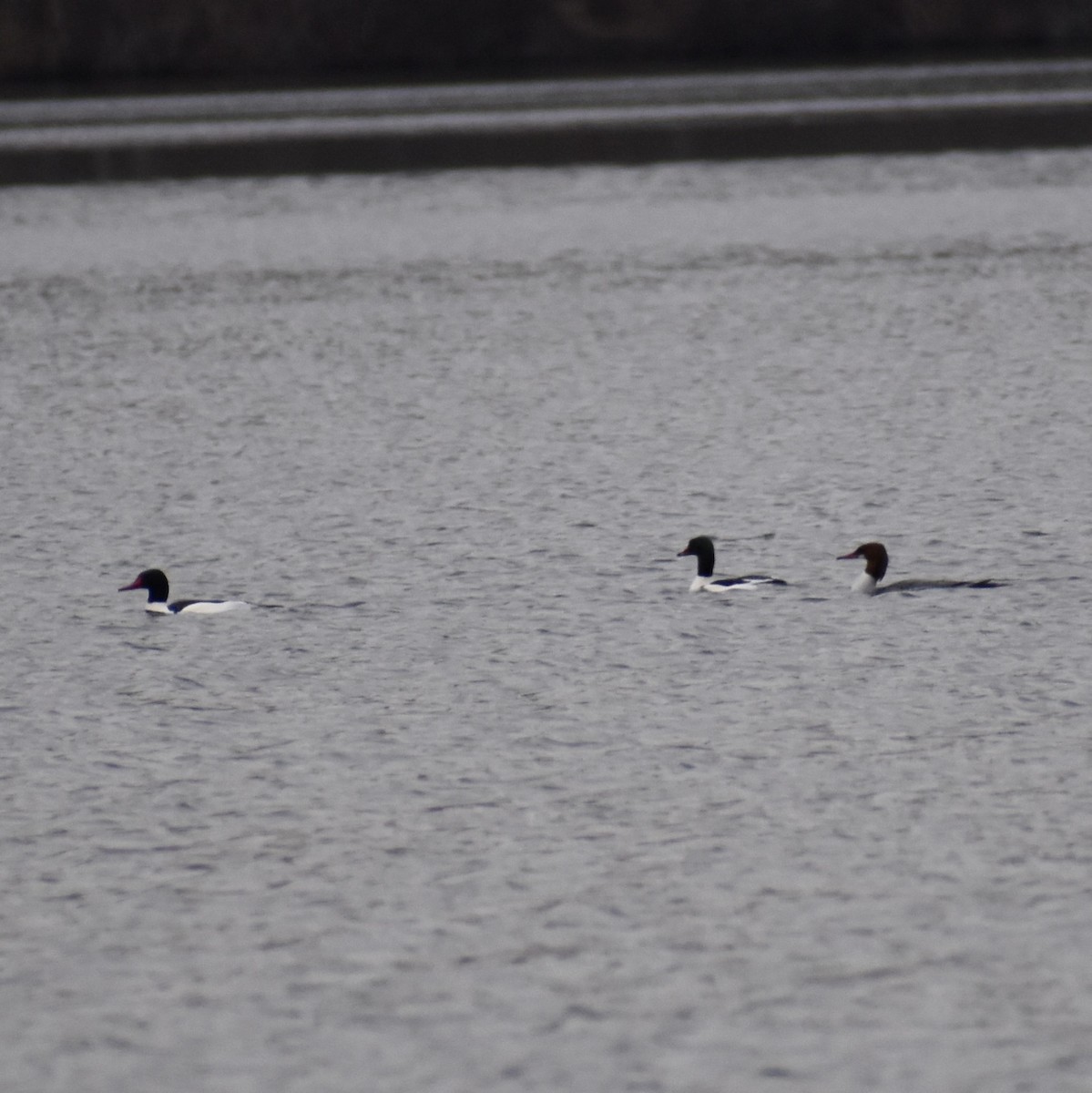 Common Merganser - ML613056583