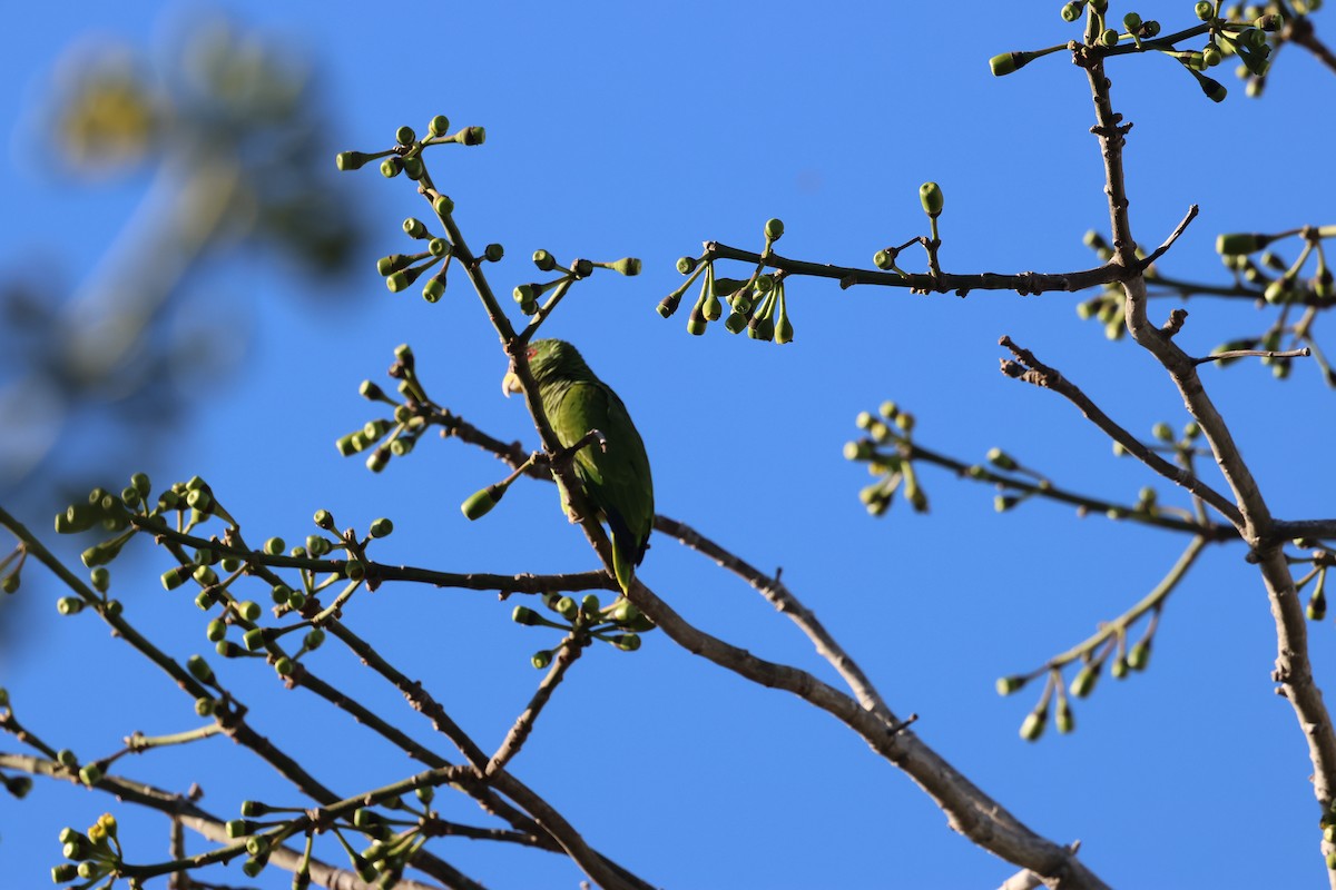 White-fronted Parrot - ML613056602