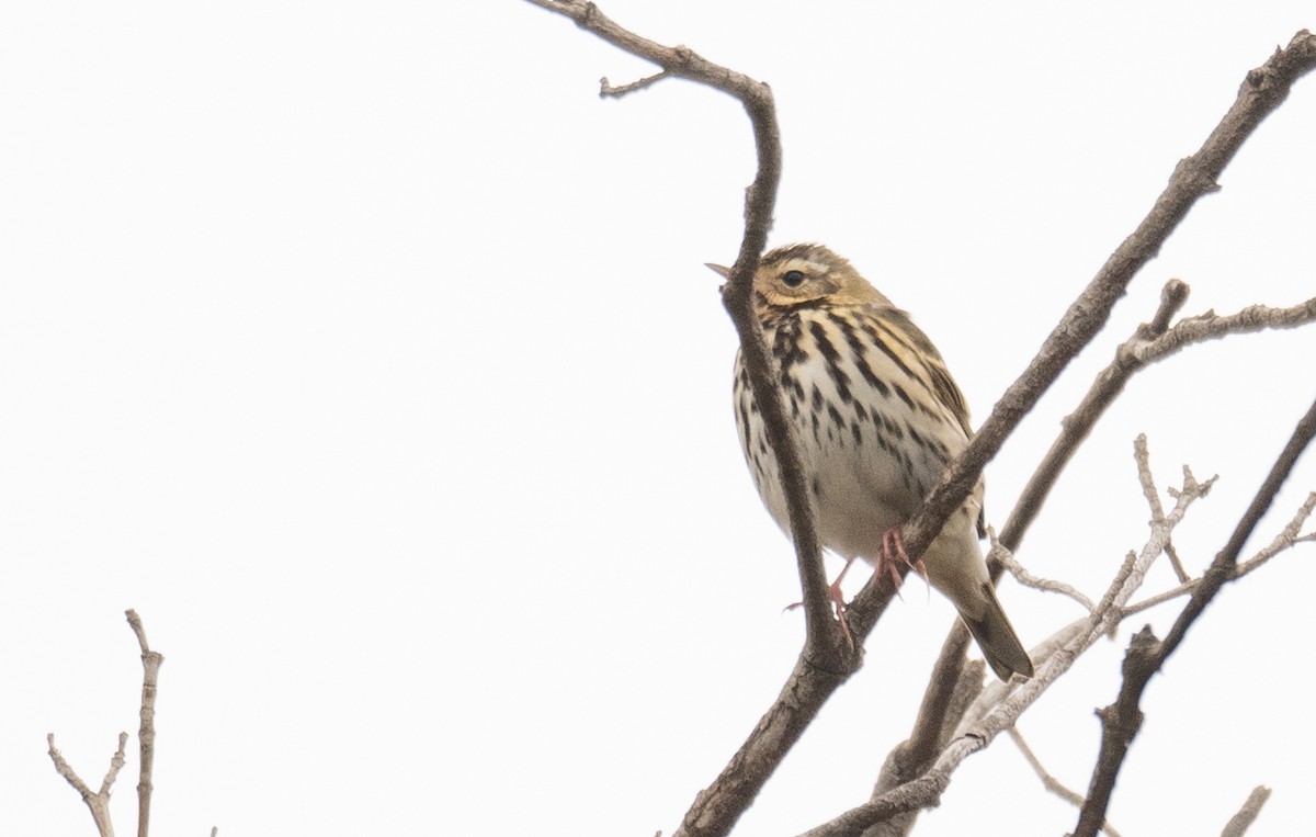 Olive-backed Pipit - ML613056618
