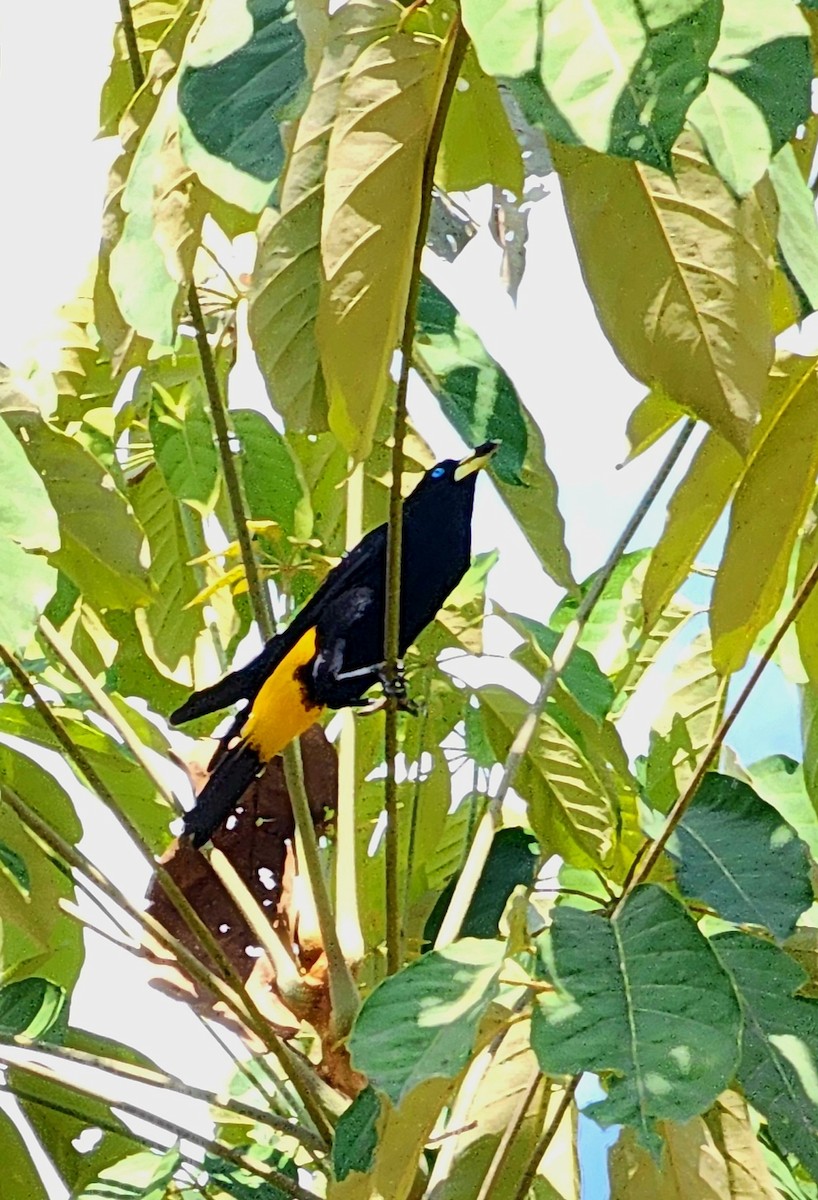 Yellow-rumped Cacique - ML613056632