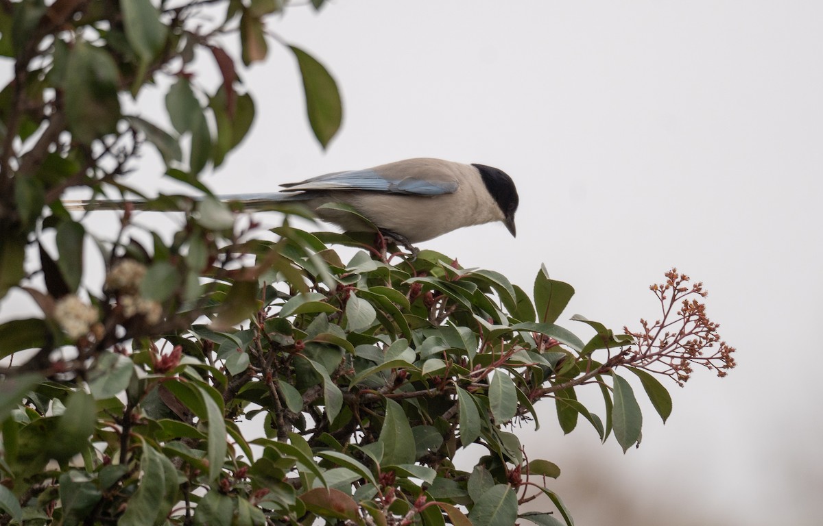 Azure-winged Magpie - ML613056694