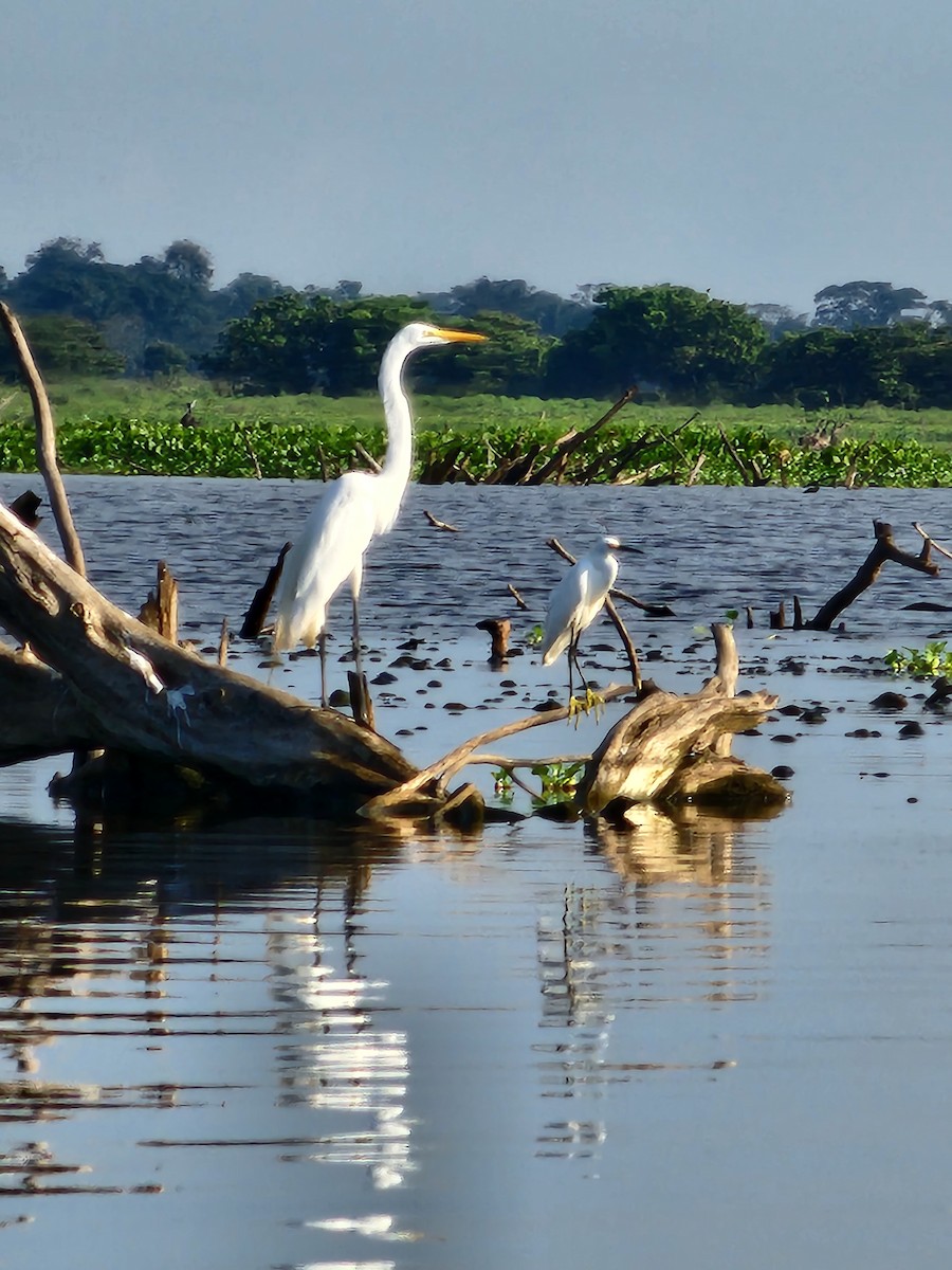 Snowy Egret - ML613056714