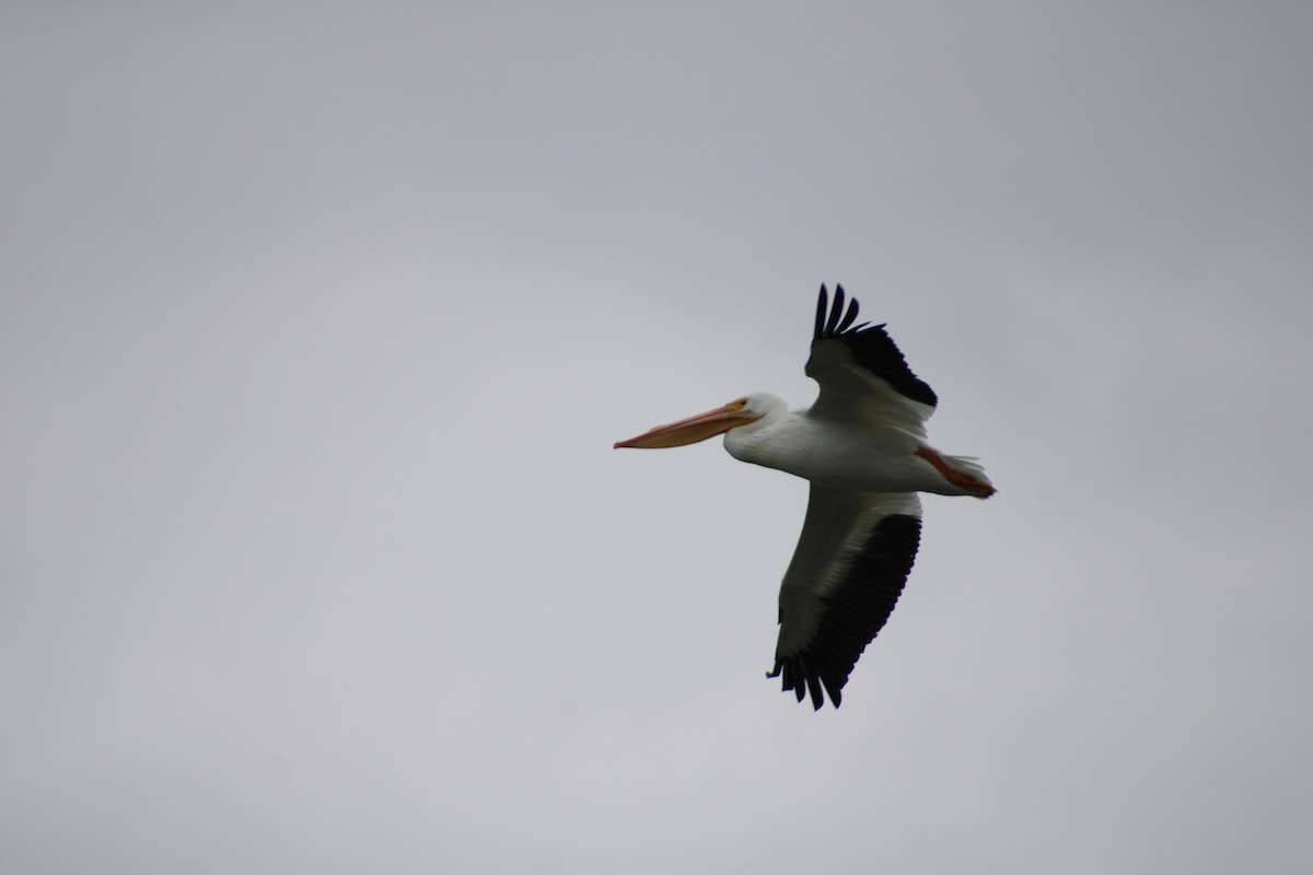 American White Pelican - ML613056722