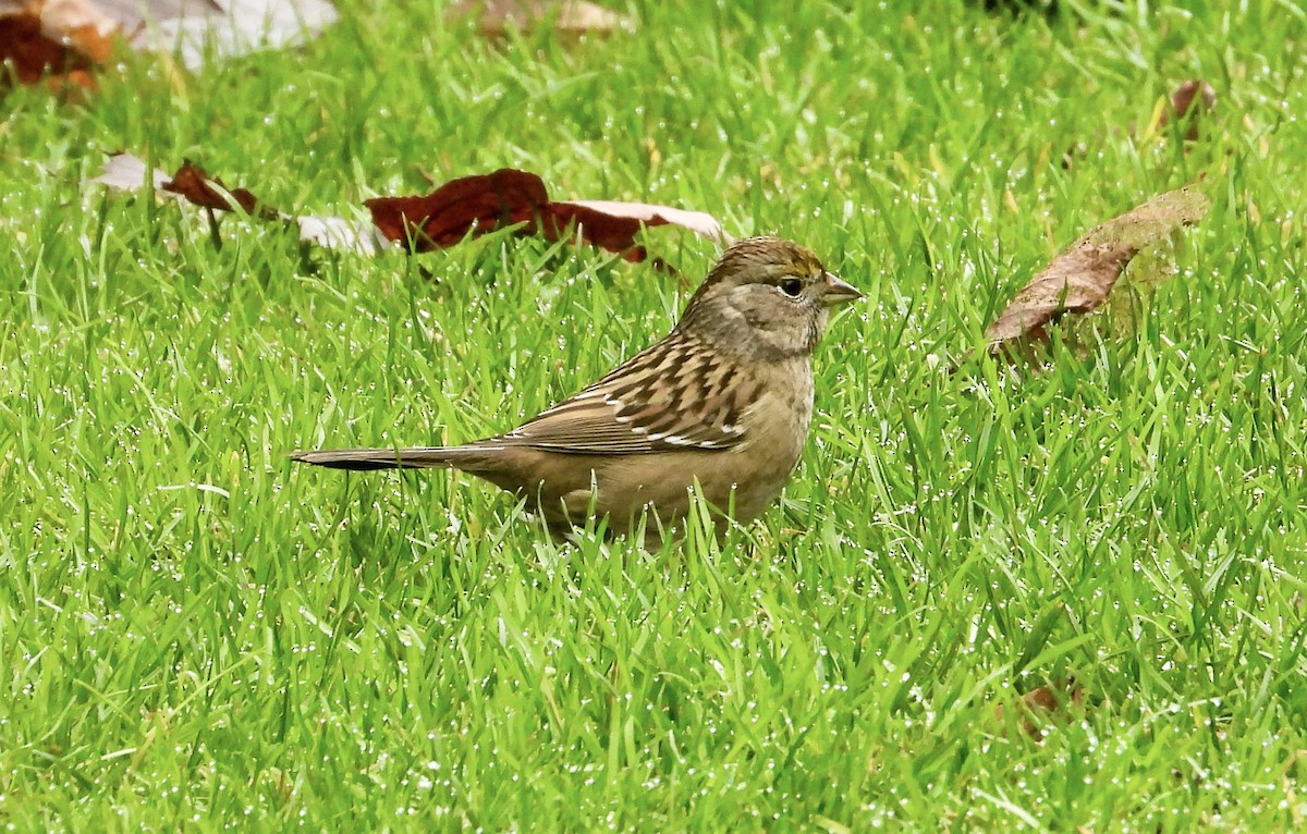 Golden-crowned Sparrow - ML613056728