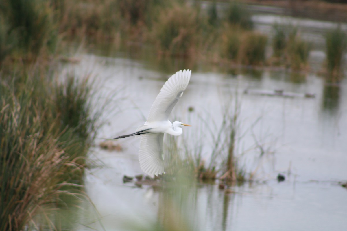 Great Egret - ML613056741