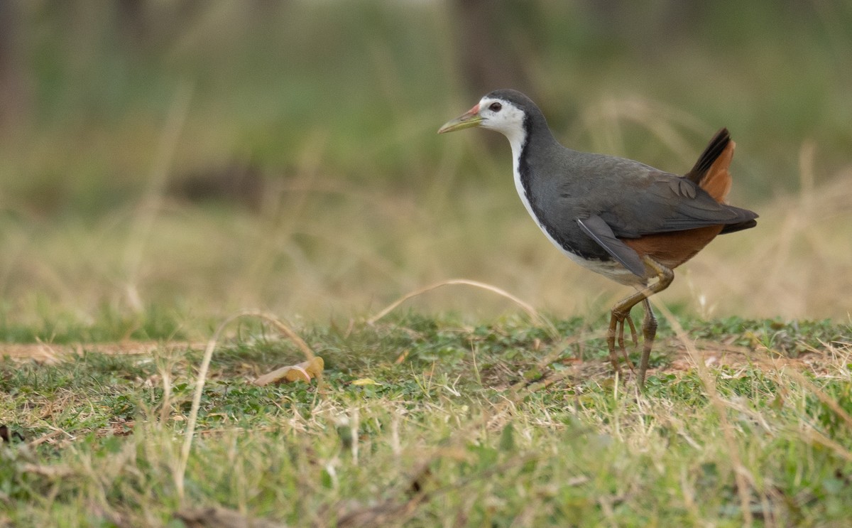 White-breasted Waterhen - Kevin Gong