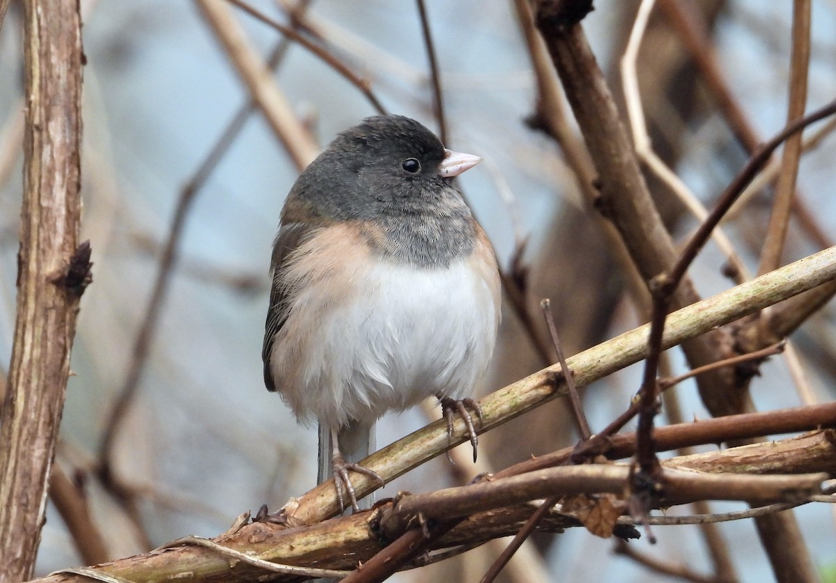 Dark-eyed Junco - ML613056747