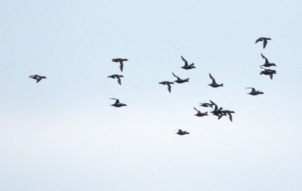 White-winged Scoter - ML613056789