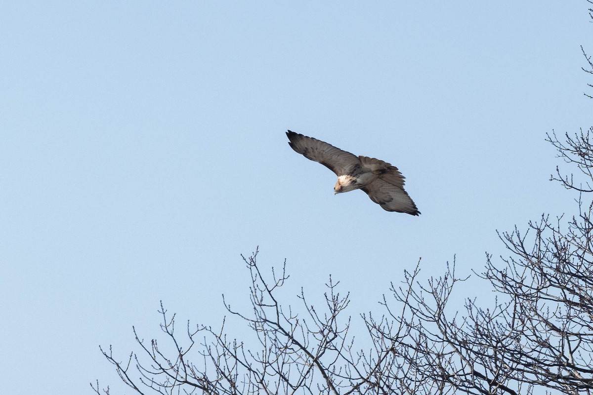 Red-tailed Hawk - ML613056855