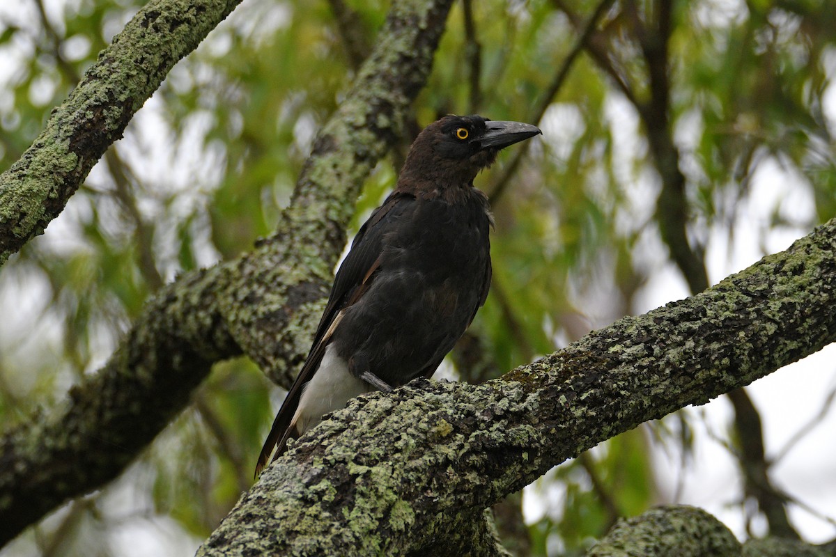 Pied Currawong - ML613056865
