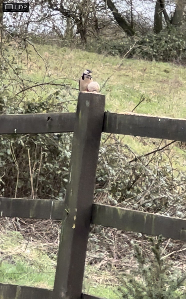 Great Spotted Woodpecker - ML613056947