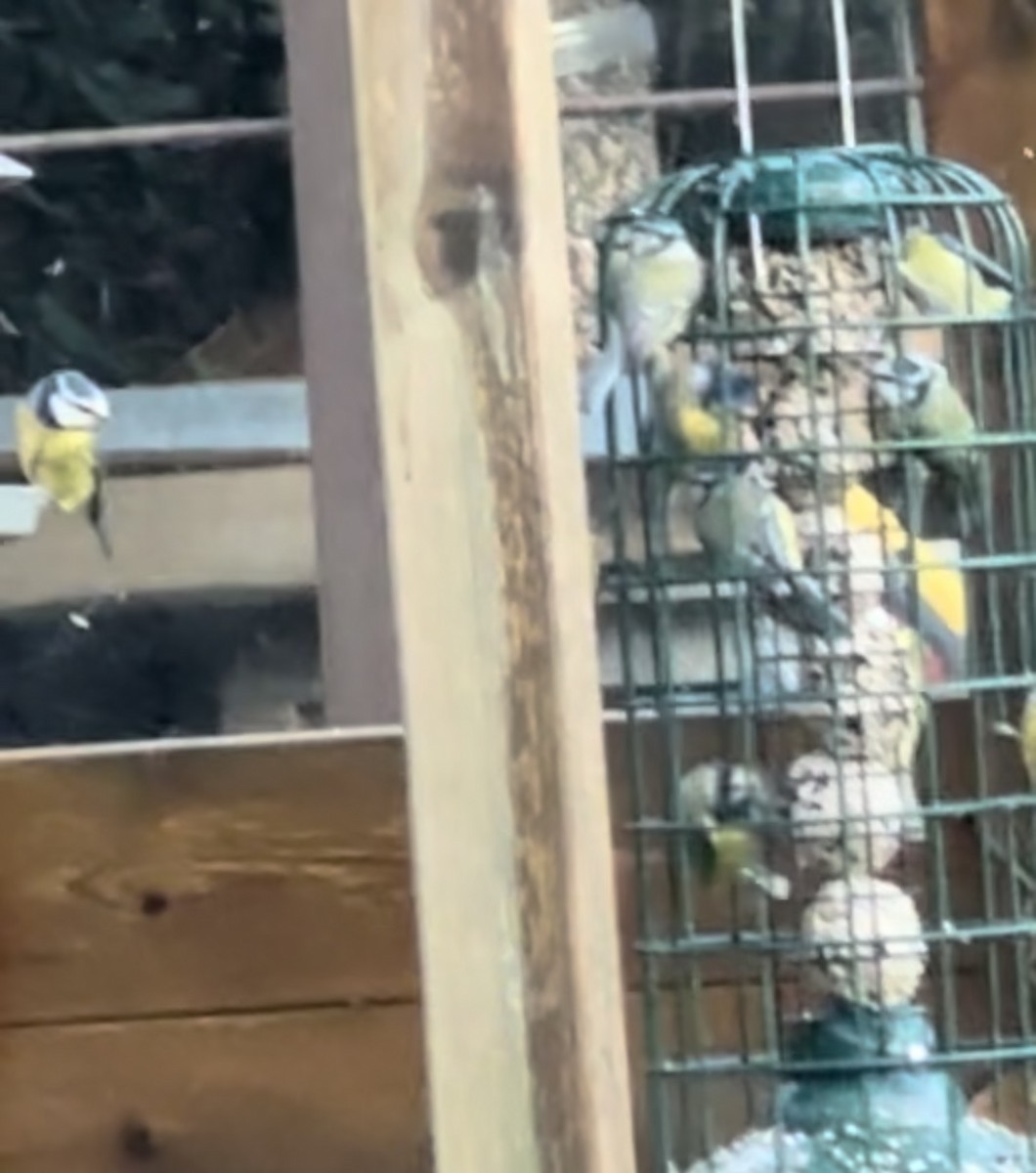 Өрнийн хөх бух - ML613056972