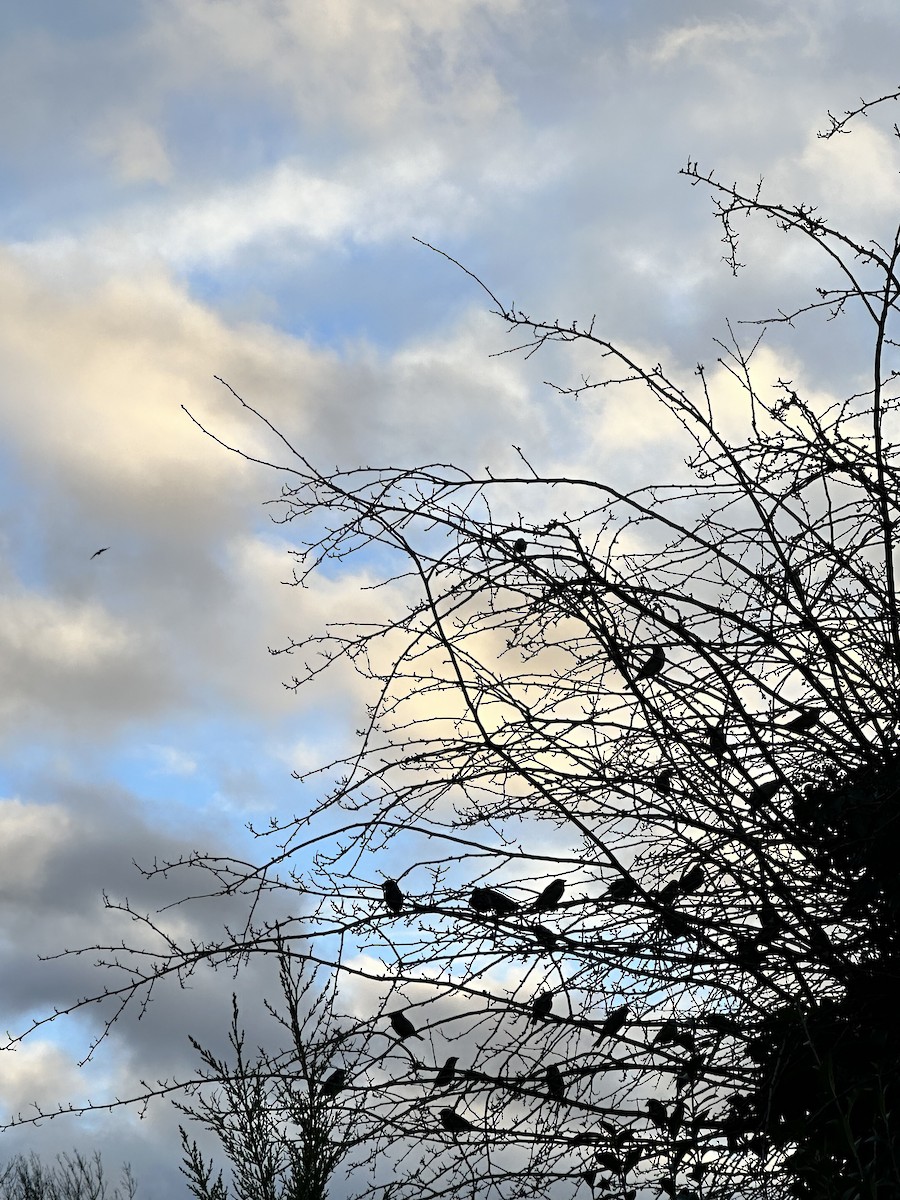 Оронгийн бор шувуу - ML613057014