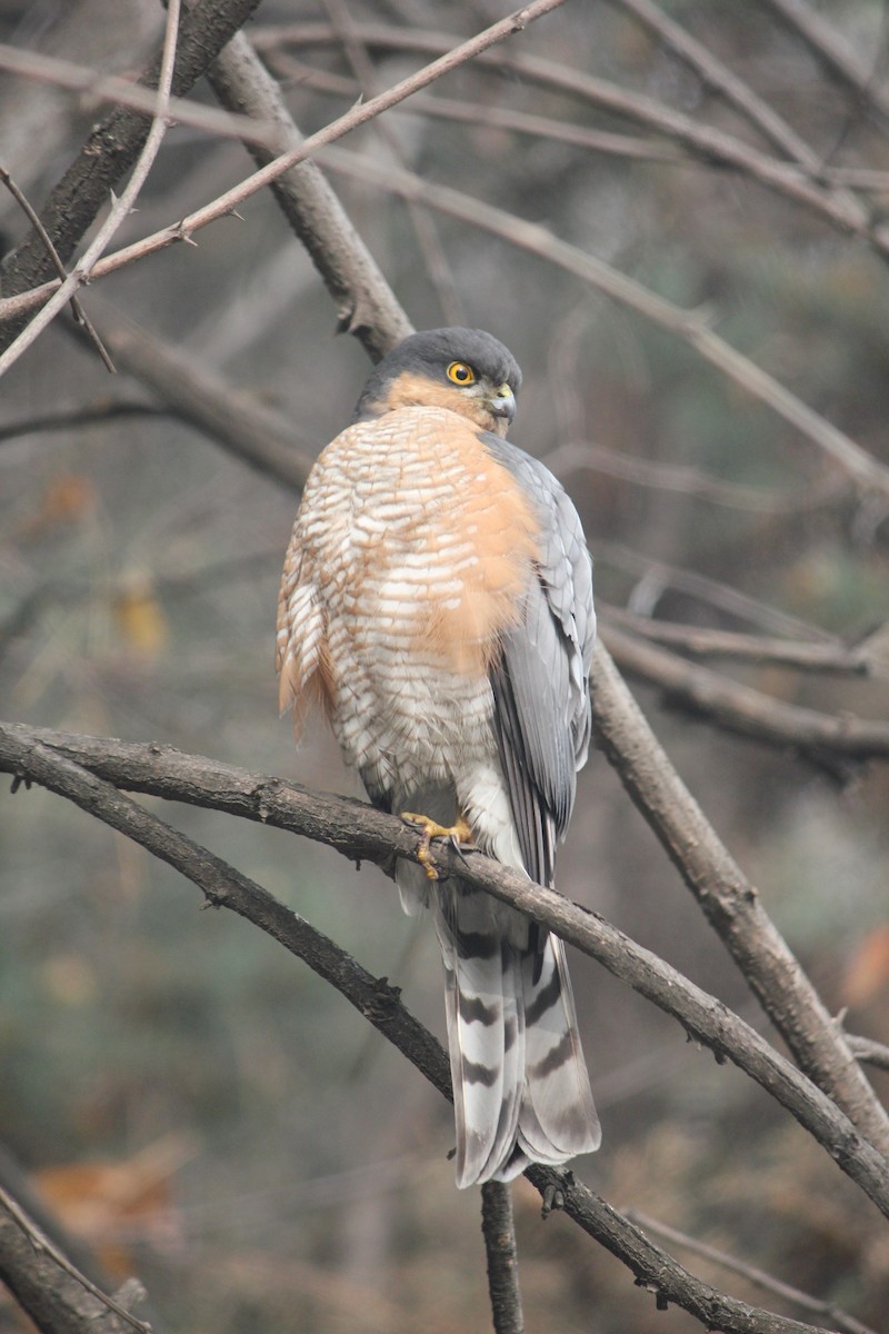 Eurasian Sparrowhawk - ML613057025