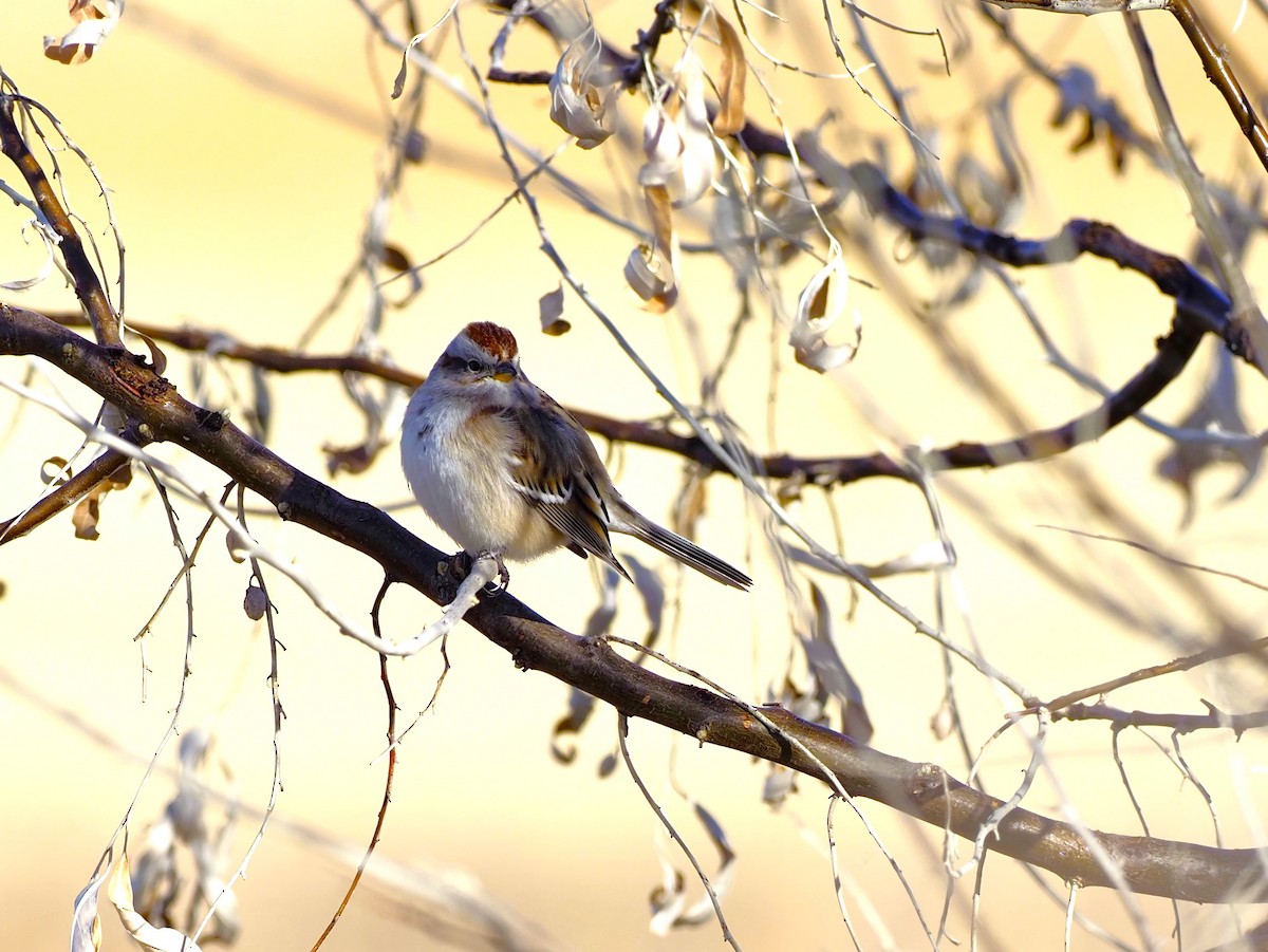 American Tree Sparrow - John Bruder