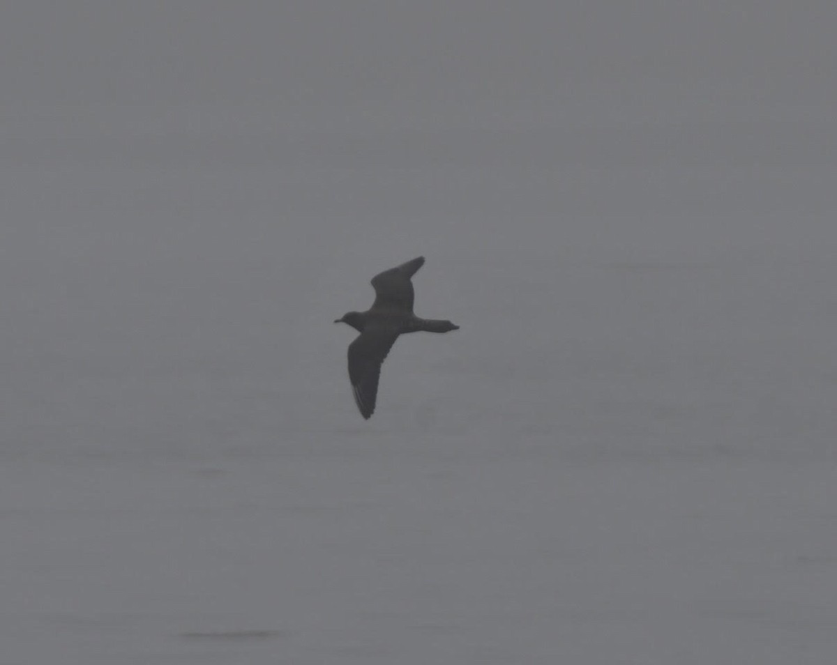 Long-tailed Jaeger - Chris Bartlett