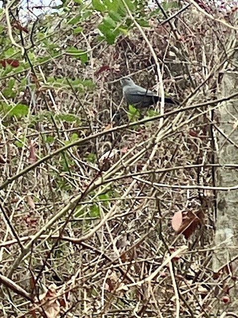 Gray Catbird - ML613057198