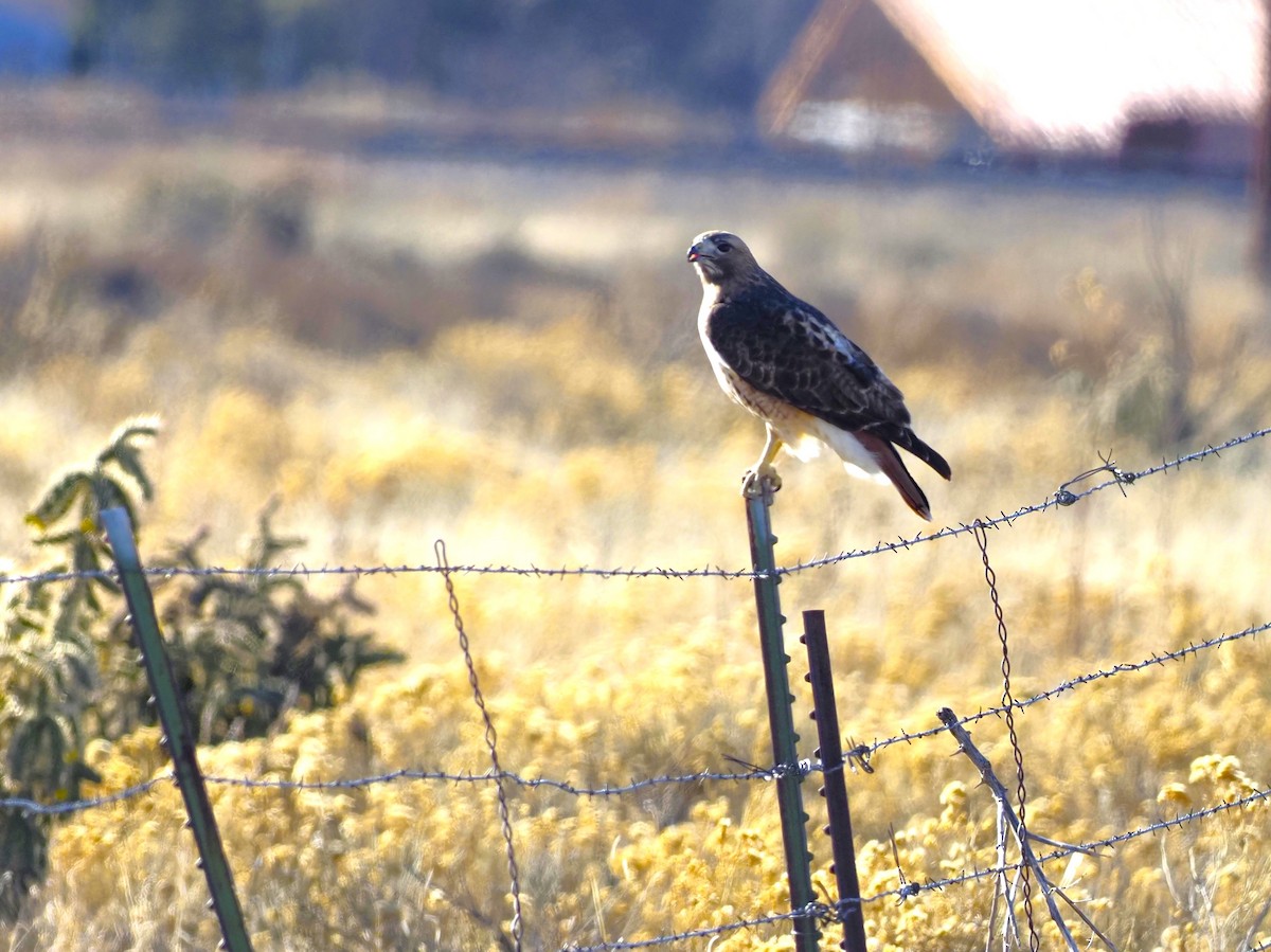 Red-tailed Hawk - ML613057211