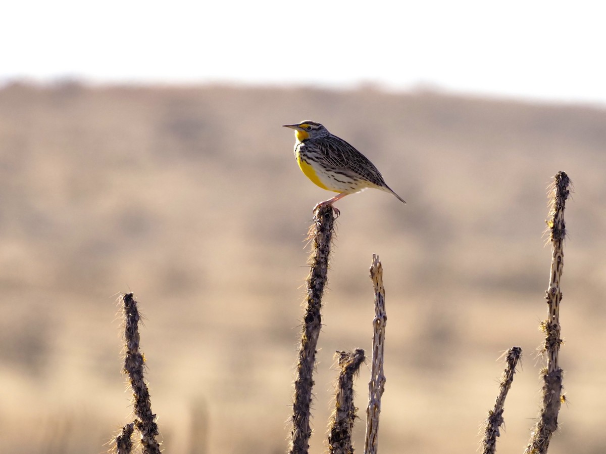 Western Meadowlark - ML613057223