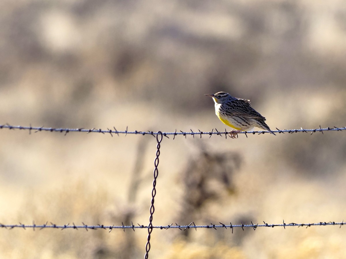 Western Meadowlark - ML613057224