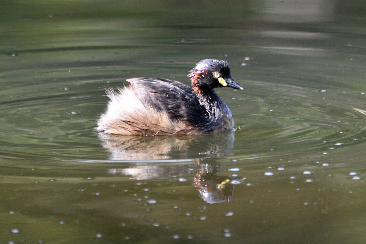 Australasian Grebe - Peter & Shelly Watts