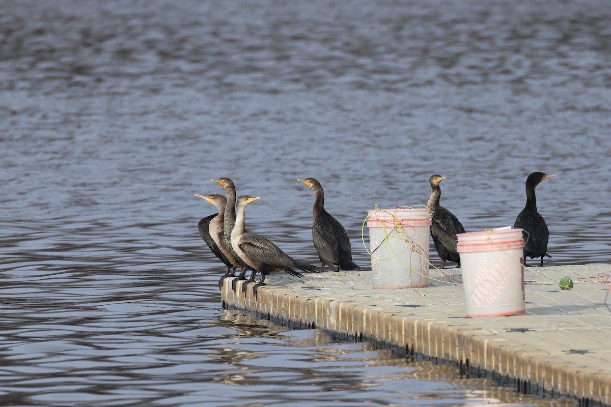 Double-crested Cormorant - ML613057256