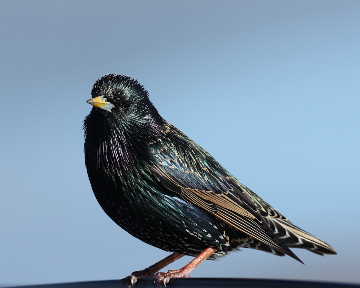 European Starling - ML613057267