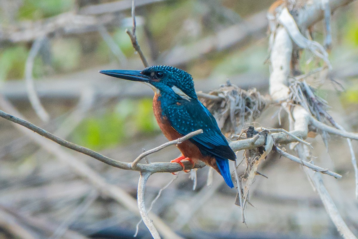 Blyth's Kingfisher - ML613057271