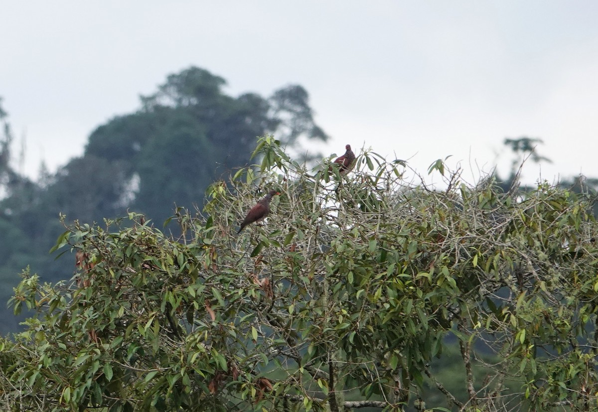 Scaled Pigeon - ML613057315