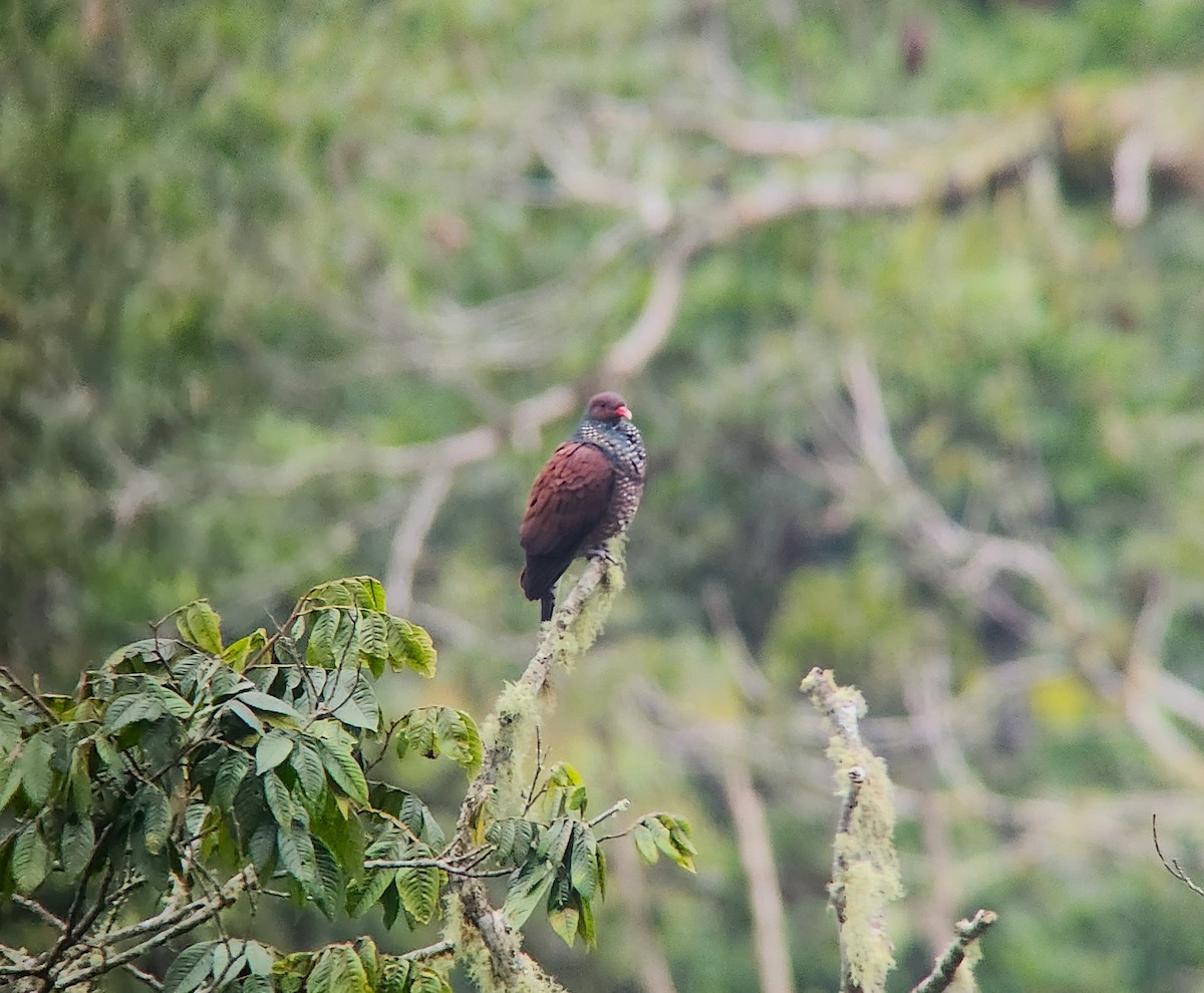 Pigeon ramiret - ML613057316