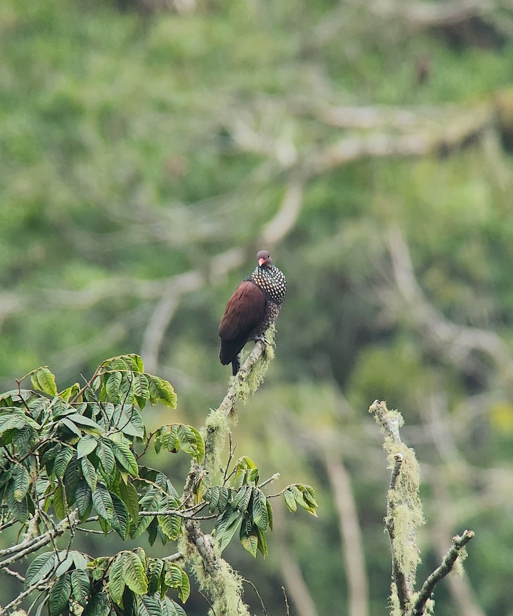 Scaled Pigeon - Brian Carlson