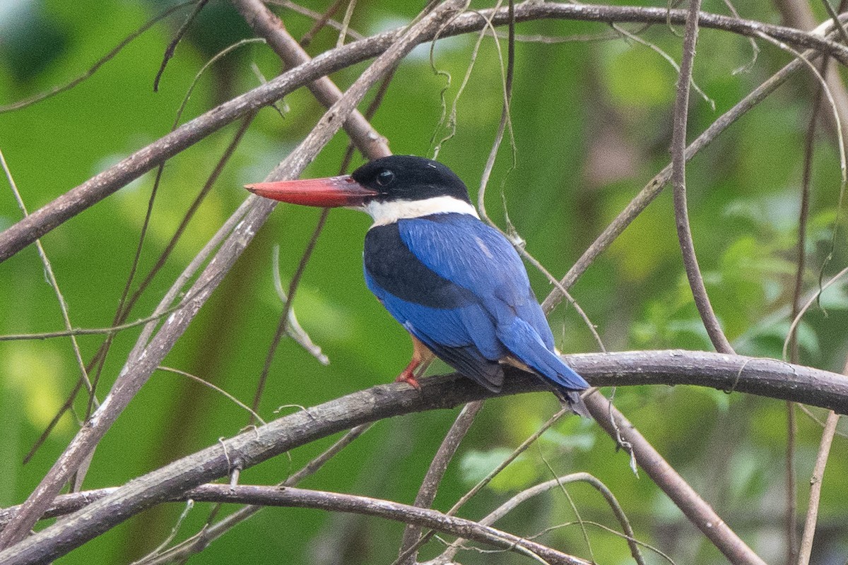 Black-capped Kingfisher - ML613057332