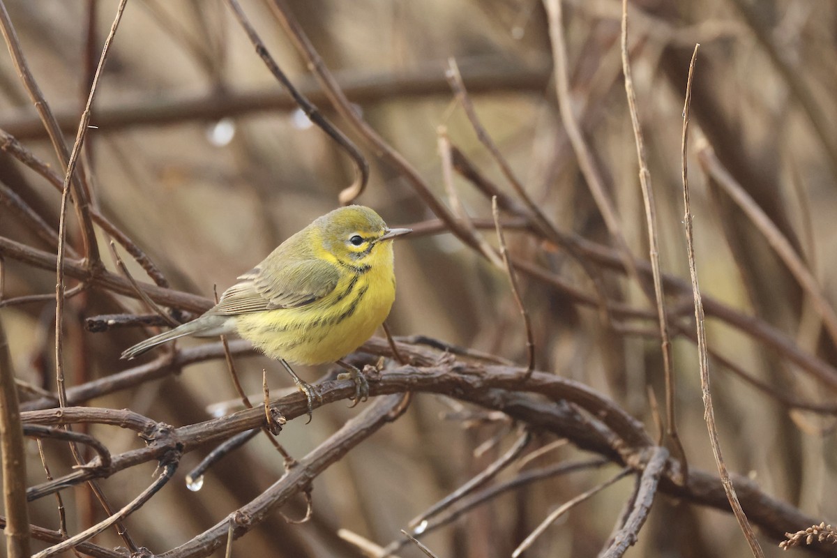 Prairie Warbler - ML613057333