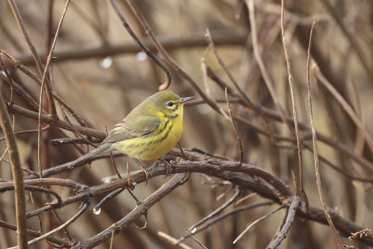 Prairie Warbler - ML613057336