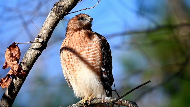 Rotschulterbussard [lineatus-Gruppe] - ML613057413