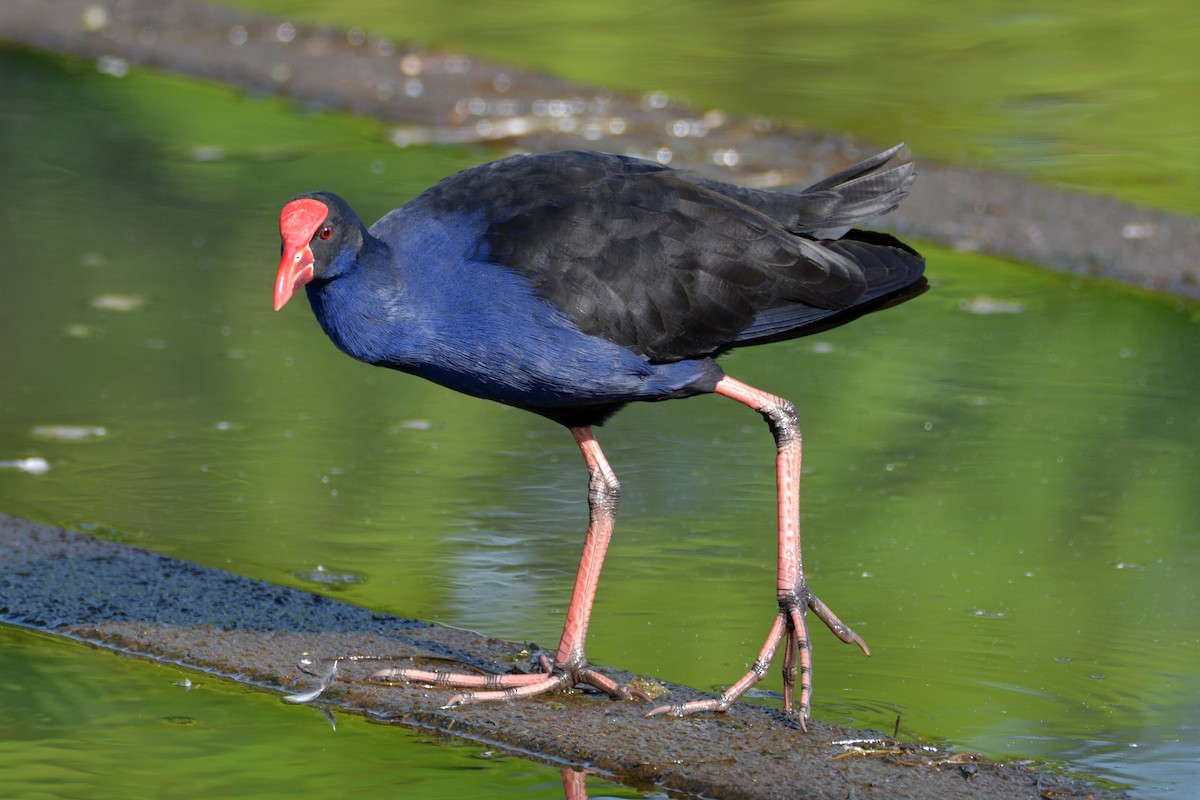 Australasian Swamphen - Peter & Shelly Watts