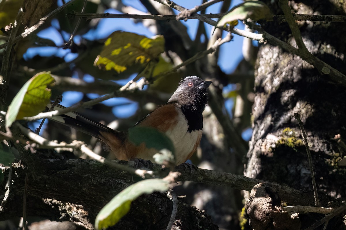 Spotted Towhee - ML613057731