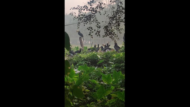 orienthornfugl - ML613057792