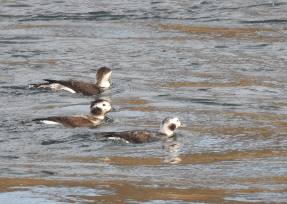 Long-tailed Duck - ML613057795