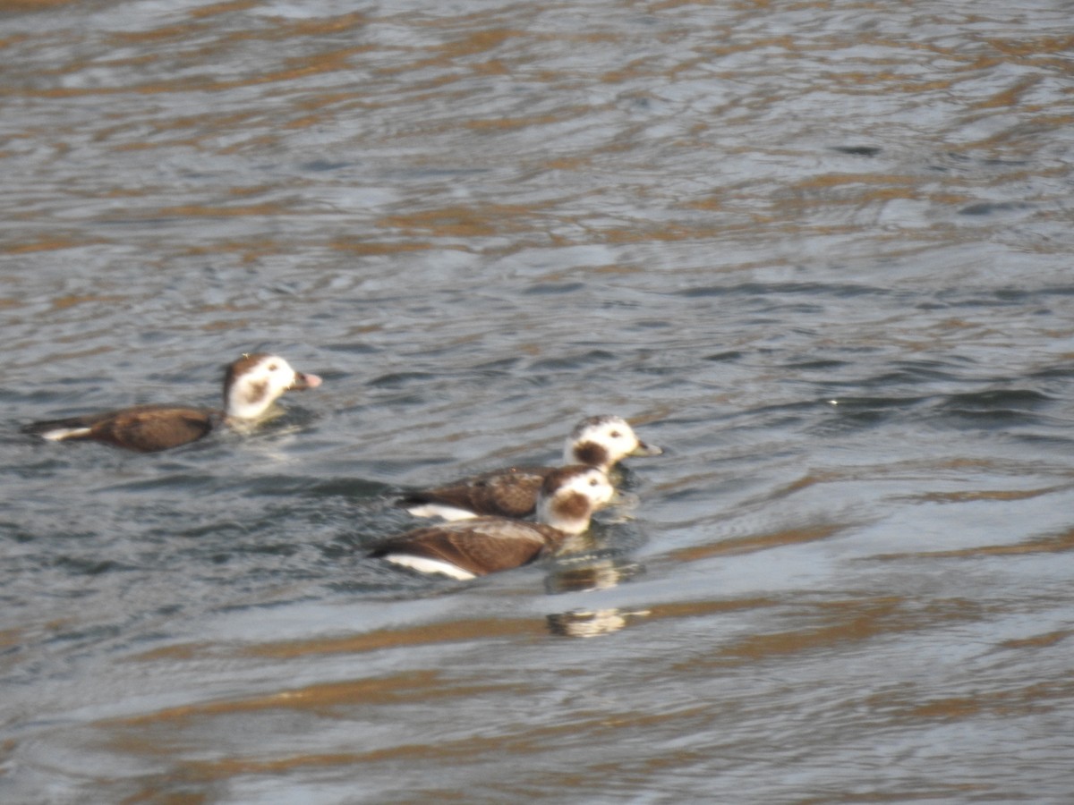 Long-tailed Duck - ML613057796