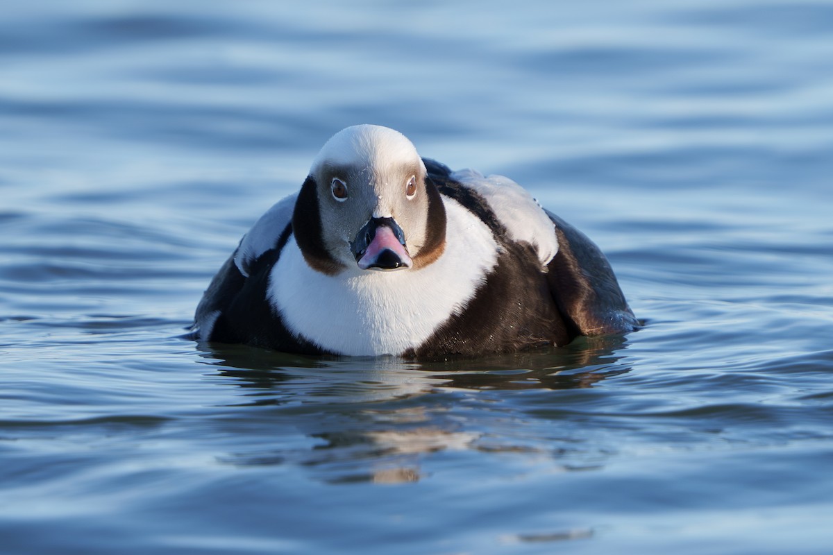 Long-tailed Duck - Austin Groff