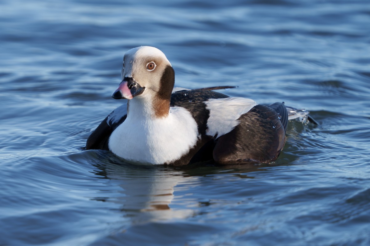 Long-tailed Duck - Austin Groff