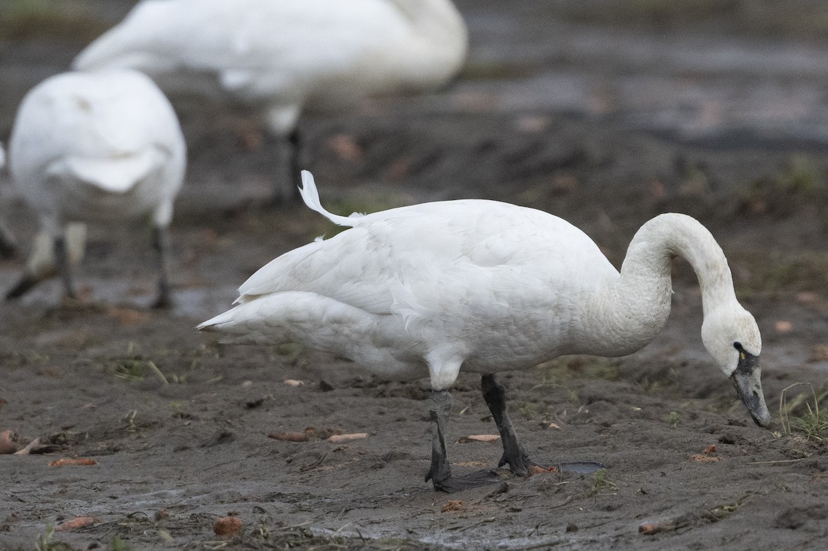 Tundra Swan - ML613057877