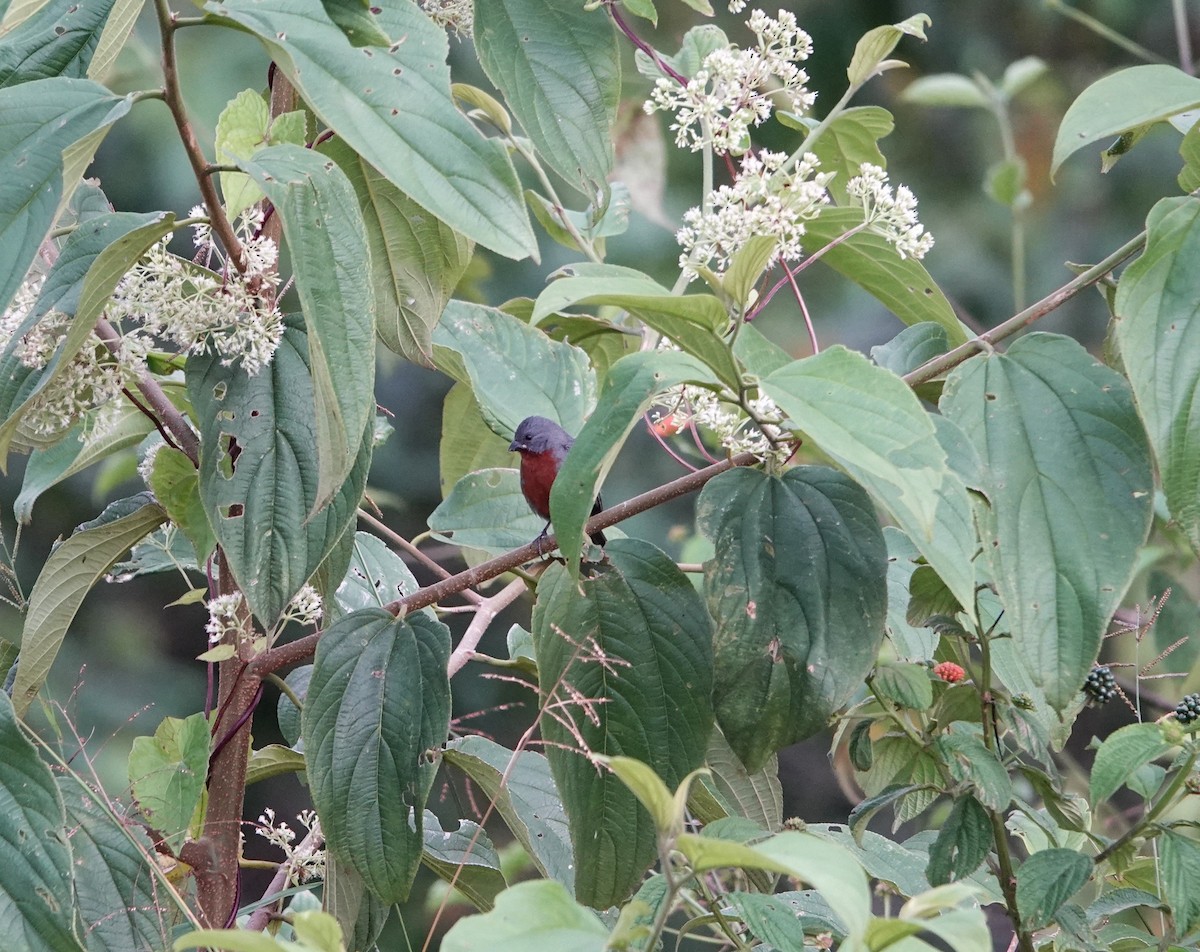 Chestnut-bellied Seedeater - Brian Carlson