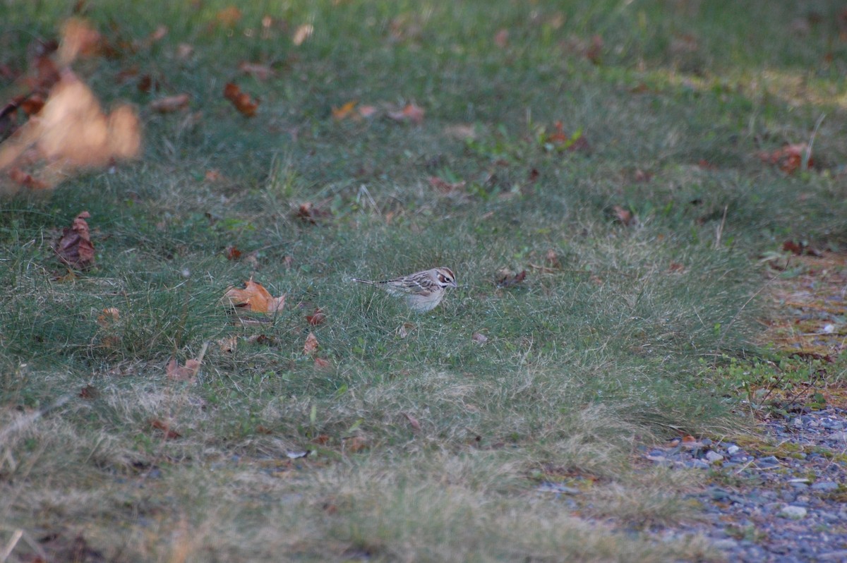 Lark Sparrow - ML613057924