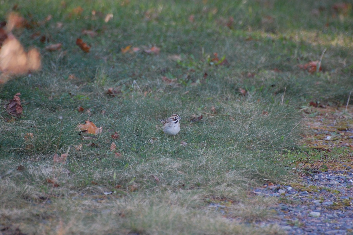 Lark Sparrow - ML613057925